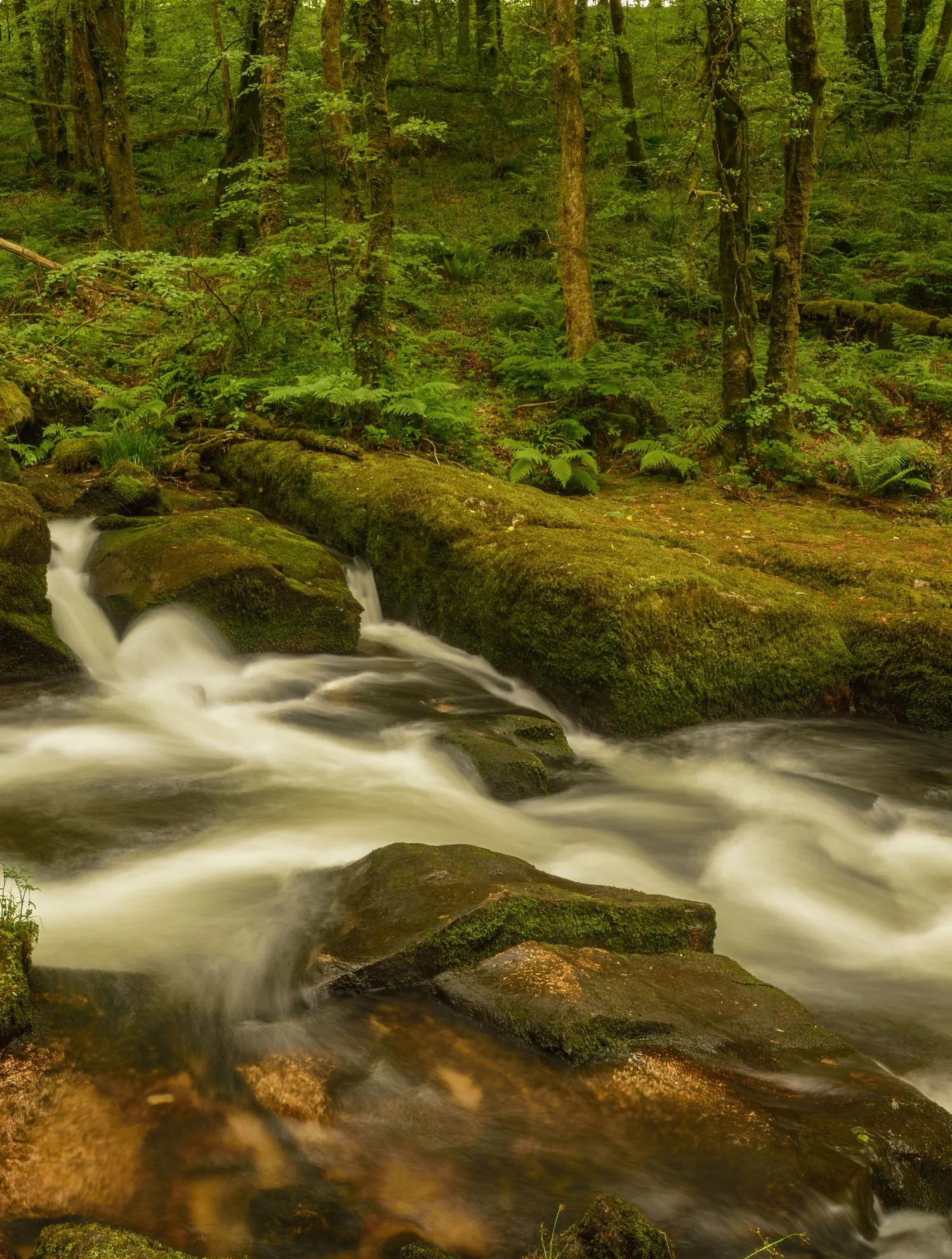 A forest stream over mossy rocks